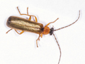 Rhagonycha lutea